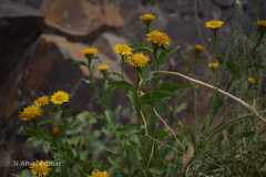 Inula obtusifolia